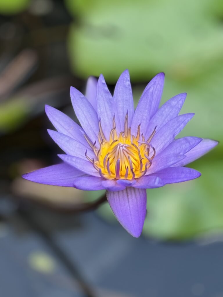 Lotus Flower. Captured using iPhone 15 pro max on portrait mode.